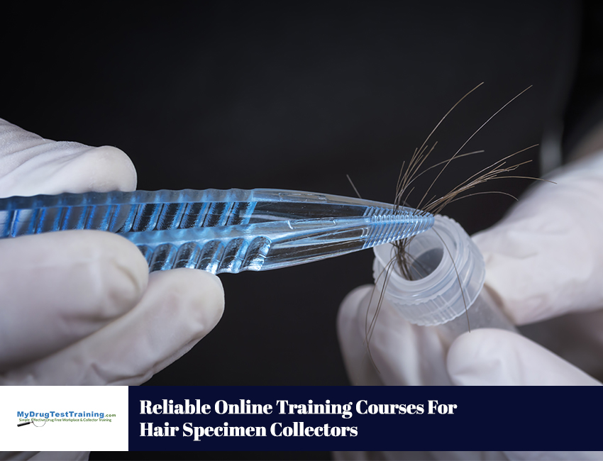 Reliable Online Training Courses For Hair Specimen Collectors